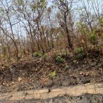 Bushfires (7)