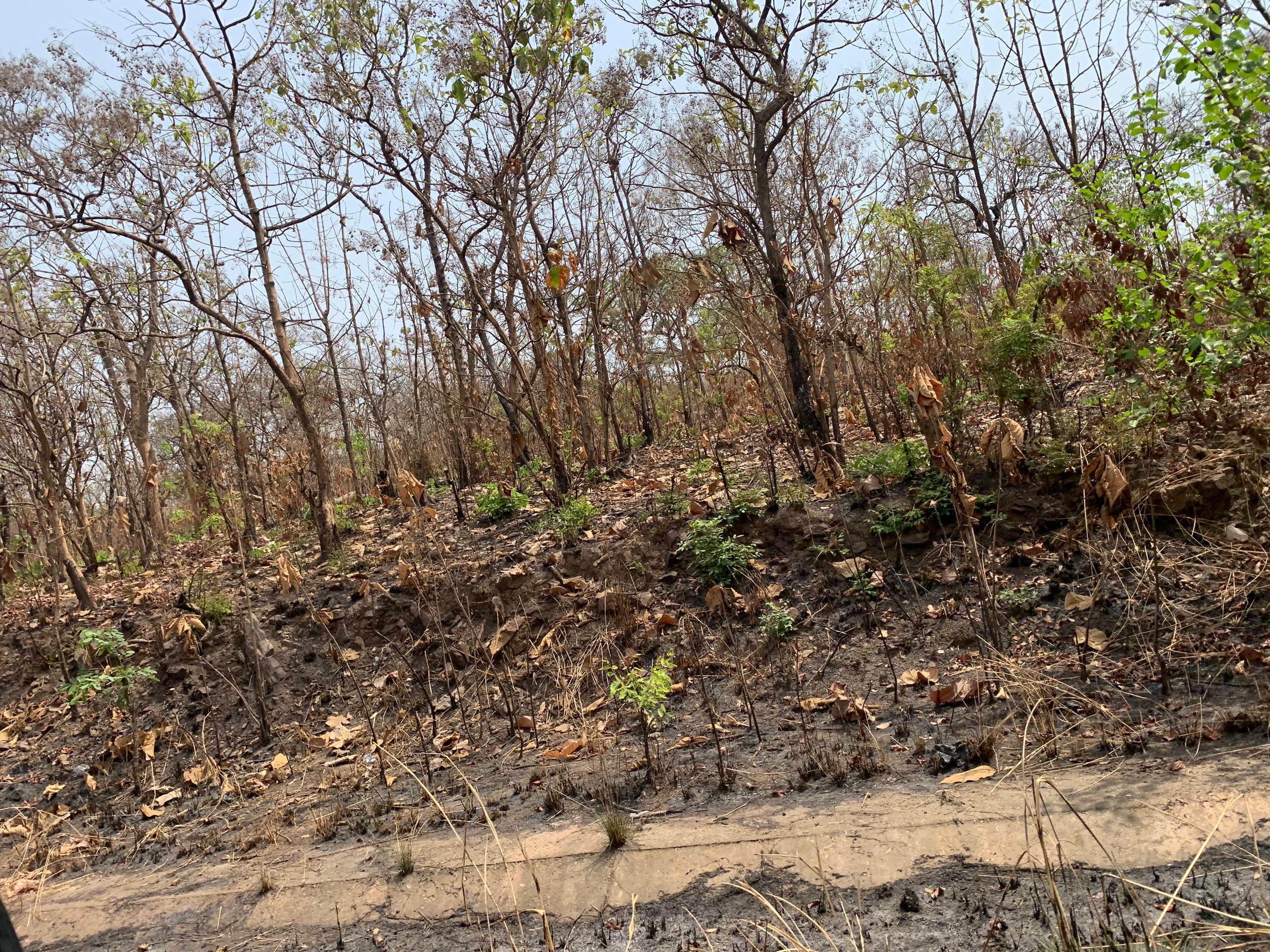 Bushfires (7)