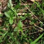 milkweed