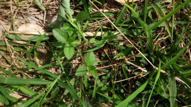 milkweed
