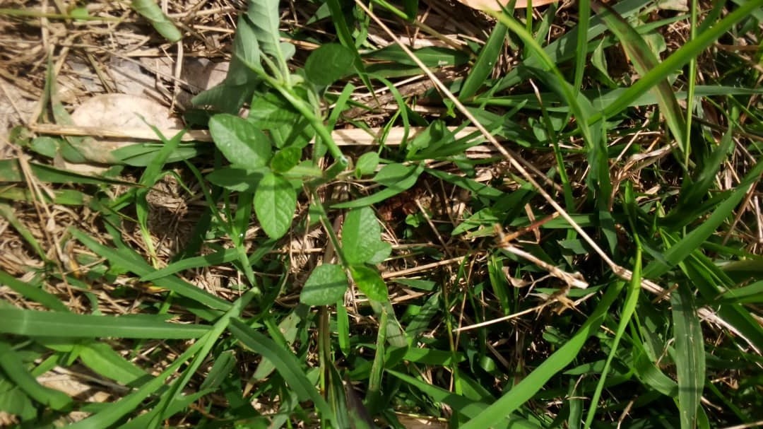 milkweed